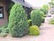 Ялівець китайський Stricta 100-120 см 124027 фото 3