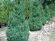 Ялівець китайський Stricta 100-120 см 124027 фото 2