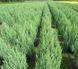 Ялівець китайський Stricta 100-120 см 124027 фото 4