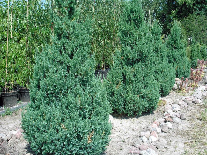 Ялівець китайський Stricta 100-120 см 124027 фото