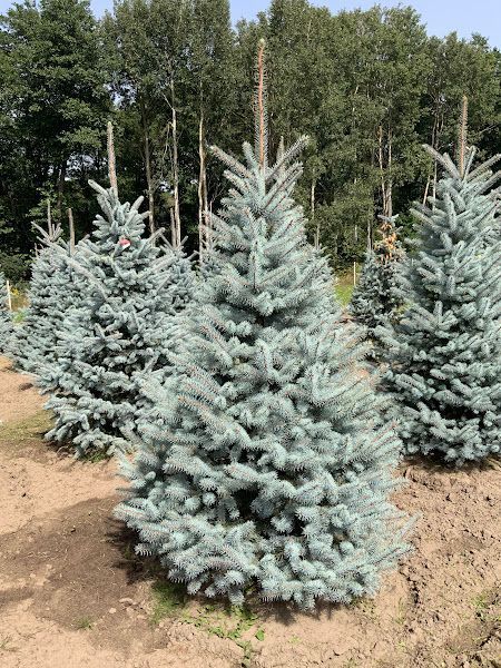 Ялина колюча Blue Diamond extra XL 350-400 см 124 200 фото