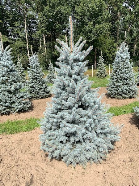 Ялина колюча Blue Diamond extra XL 350-400 см 124 200 фото