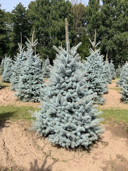 Ялина колюча Blue Diamond extra XL 350-400 см 124 200 фото