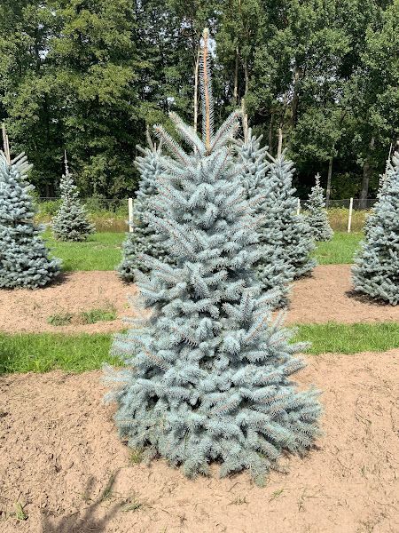 Ялина колюча Blue Diamond extra XL 350-400 см 124 200 фото
